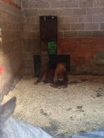 Pensionstalling aangeboden, Stalling, 2 of 3 paarden of pony's