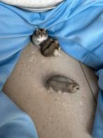 Russische dwerghamsters, Hamster, Février, Domestique, Plusieurs animaux