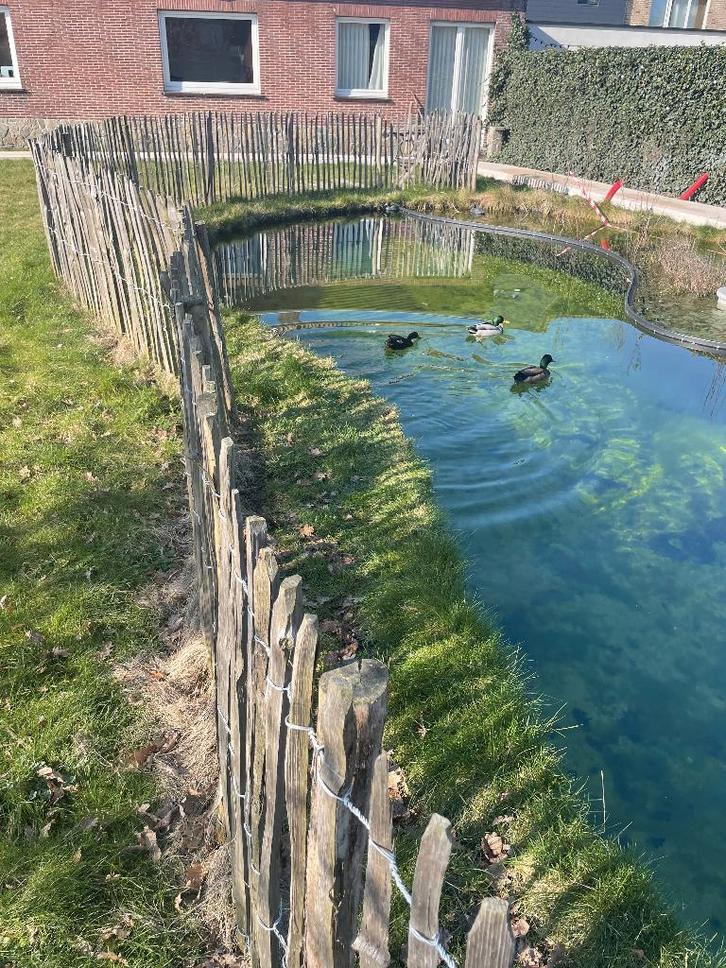 Clôture pour moutons 25 m, Jardin & Terrasse, Clôtures de jardin, Utilisé, Autres types, Bois, Enlèvement