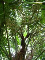 Winterharde palmboom / Winterharde palmbomen, In pot, Halfschaduw, Ophalen of Verzenden, Minder dan 100 cm