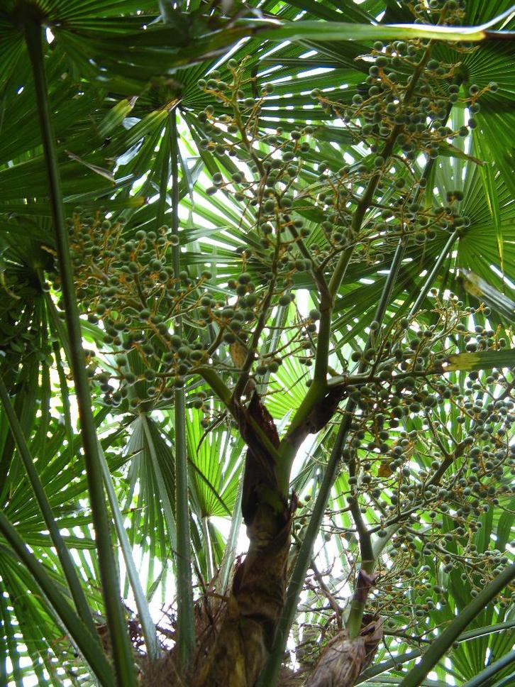 Winterharde palmboom / Winterharde palmbomen, Tuin en Terras, Planten | Bomen, Palmboom, Minder dan 100 cm, Halfschaduw, Zomer