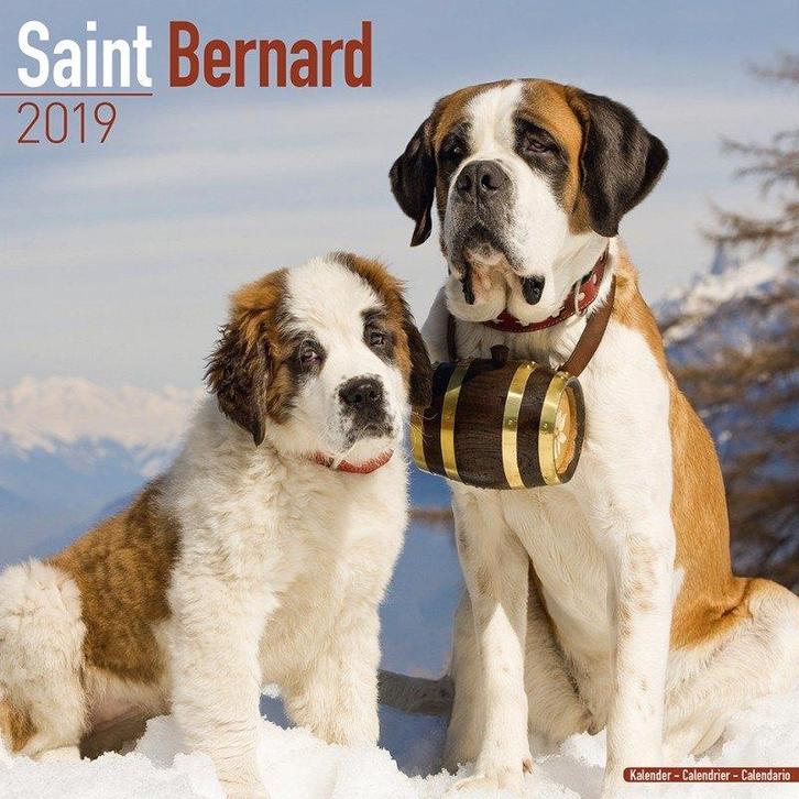 Calendrier Saint-Bernard 2019, Divers, Calendriers, Neuf, Calendrier annuel, Enlèvement ou Envoi