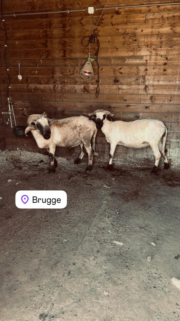 Scheren van schapen&alpaca’s heel belgie