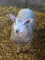 Mooi schaapbokje te koop