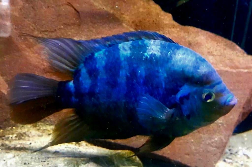 Aquariumvissen kweekkoppel/kweekgroep, Dieren en Toebehoren, Vissen | Aquariumvissen, Vis, Zoetwatervis