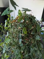 grote monstera plant, Groene kamerplant, Ophalen, In pot, 100 tot 150 cm