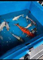 Koi vissen, Dieren en Toebehoren, Karper of Koi