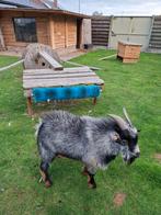 Blauwschimmel dekbok