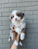 Knappe Australische Herder pups, Parvo, België, 8 tot 15 weken, Meerdere