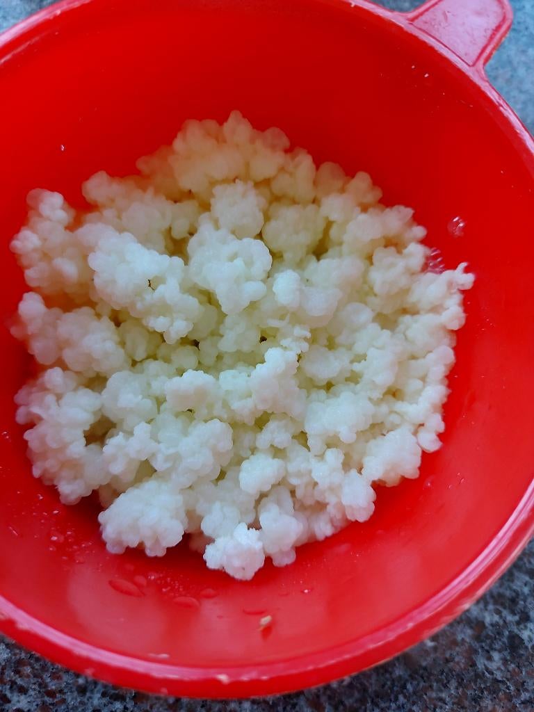 Yourgurt bloemekes - Kefir, Divers, Produits alimentaires, Enlèvement