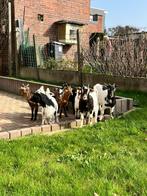 Dwerggeitjes miekes, Dieren en Toebehoren, Schapen, Geiten en Varkens, Vrouwelijk, Geit, 0 tot 2 jaar