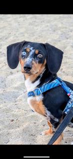 Doxiepoo : Teckel x toy poedel, 1 à 2 ans, Particulier, Hépatite contagieuse (maladie de Rubarth), Chienne