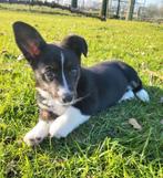 Welsh Corgi Cardigan pup / Corgi pup, Parvo, België, Overige rassen, 8 tot 15 weken