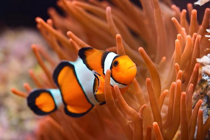Clownvisjes + anemonen, Dieren en Toebehoren, Vissen | Aquariumvissen, Zoutwatervis, Vis
