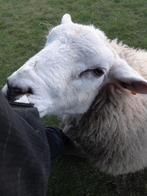 SWIFTER BOK VAN 12 MAANDEN., Dieren en Toebehoren, Mannelijk, Schaap, 0 tot 2 jaar