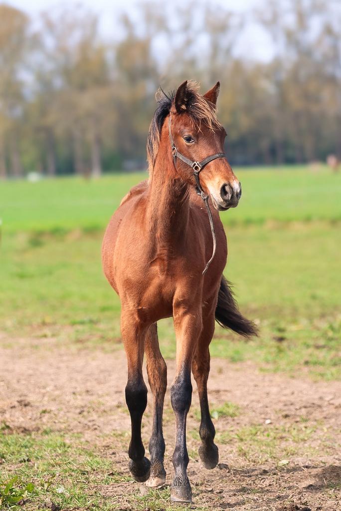 PRE veulen van 2025, Dieren en Toebehoren, Paarden, Hengst
