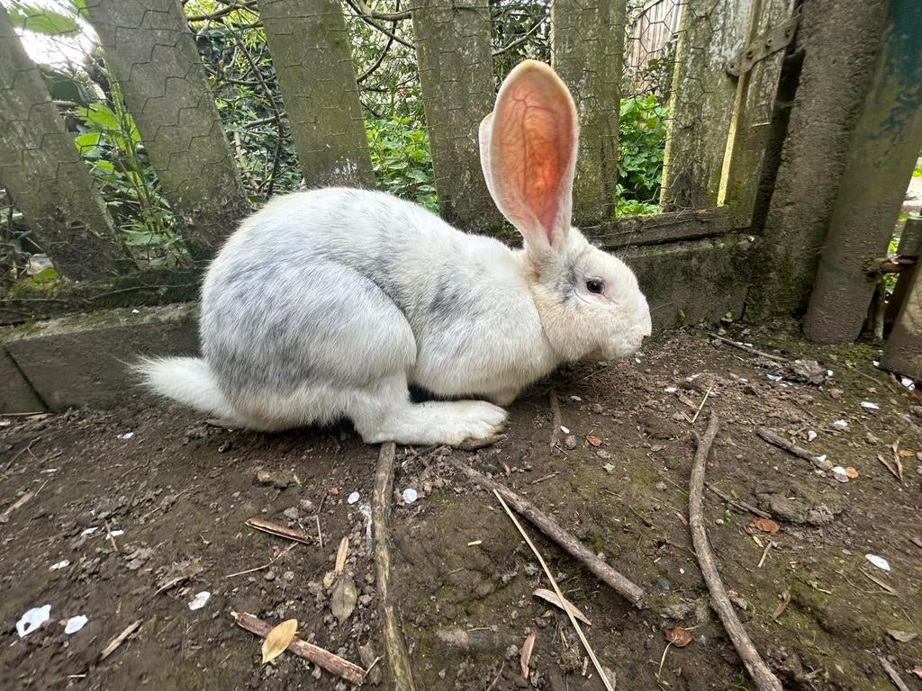 Ram - Duitse Reus-, Dieren en Toebehoren, Konijnen, Mannelijk, Groot, 0 tot 2 jaar