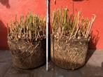 GRATIS 2x bamboe fargesia, Enlèvement, Bambou
