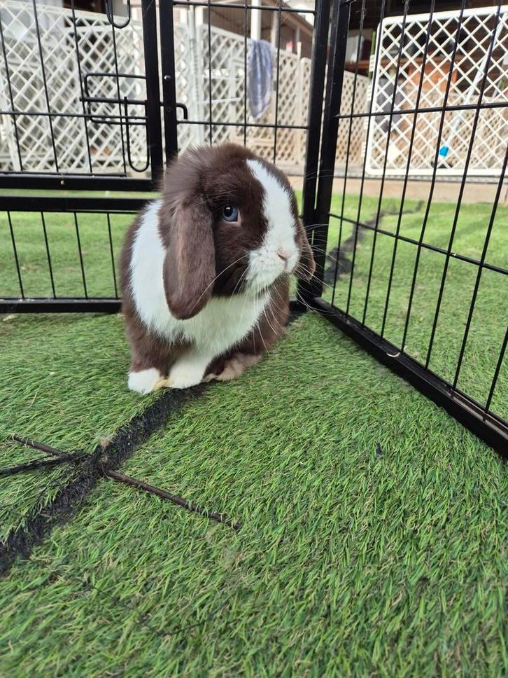 Super knappe choco split BO Minilop ram met stamboom, Dieren en Toebehoren, Konijnen, Dwerg, Mannelijk, 0 tot 2 jaar, Hangoor