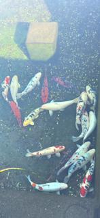 Koi vissen te koop, Dieren en Toebehoren, Karper of Koi