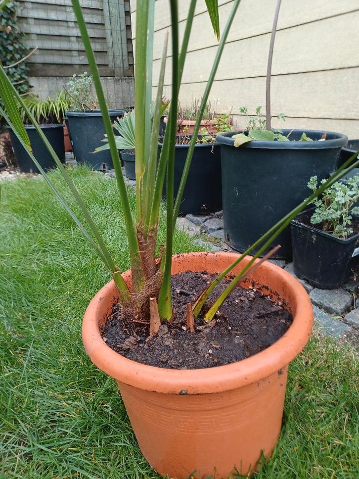 Palmboom Trachycarpus, Tuin en Terras, Planten | Bomen, Palmboom, 100 tot 250 cm, Halfschaduw, Lente, In pot, Ophalen
