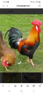 Broedeitjes van leghorn goudpatrijs
(15 euro voor 12 eitjes), Dieren en Toebehoren, Pluimvee