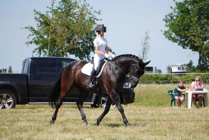 Jarthe, Dieren en Toebehoren, Paarden, Merrie