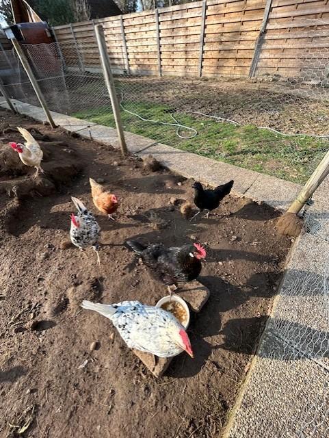 Broedeieren, Animaux & Accessoires, Volatiles | Accessoires, Neuf, Couveuse, Enlèvement ou Envoi