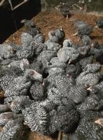 3 hanen Mechelse koekoek