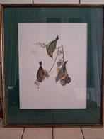 Oude tekening met 3 vogeltjes, Ophalen