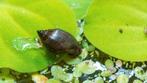 Escargots à feuilles pour aquarium (Fast Breeding), Escargot ou Mollusque, Poisson d'eau douce