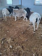 Dorper ooien, Animaux & Accessoires, Moutons, Chèvres & Cochons, Femelle, Mouton, 3 à 5 ans