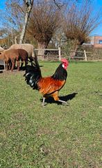 2 jonge Vorwerk hanen (juli ´25), Dieren en Toebehoren