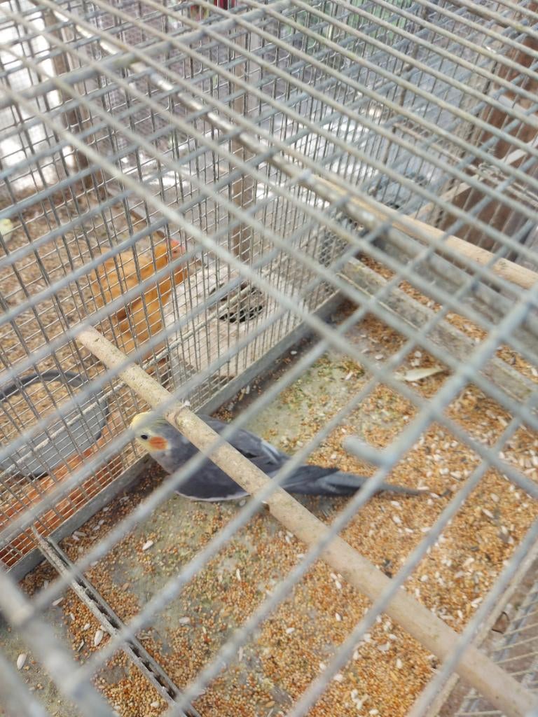 Koppel valkparkieten natuurkleur, Meerdere dieren, Parkiet