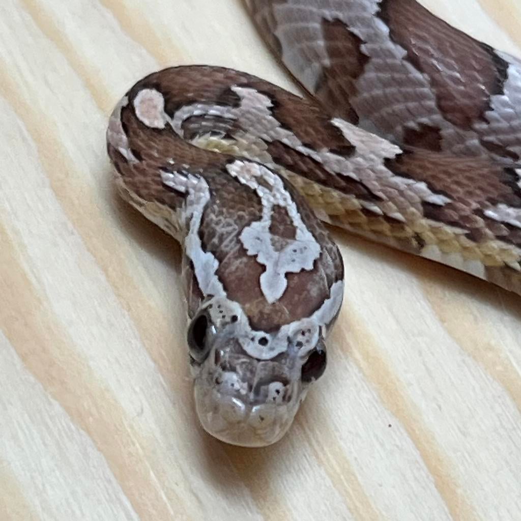 Coral Ghost Korenslang 10 maand, man, Slang, Tam, 0 tot 2 jaar