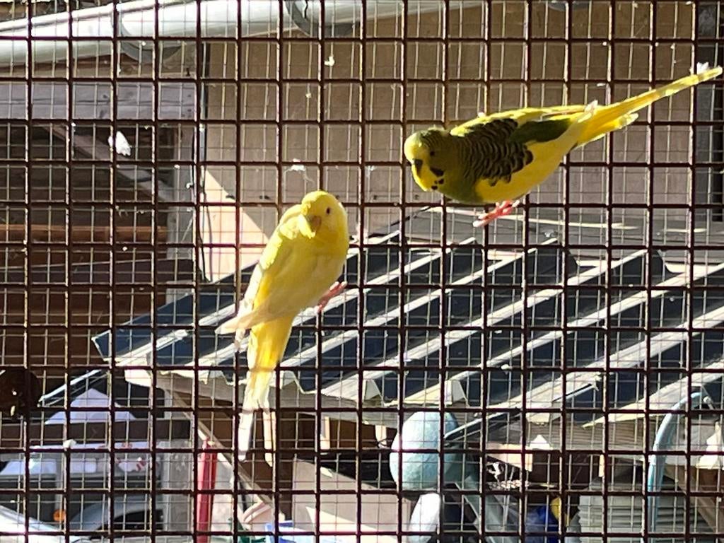 Grasparkieten, Dieren en Toebehoren