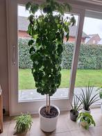 Grote kamerplant, 2m, Ophalen