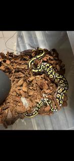 Ballpython