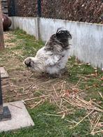 Coq Silkfowl, Animaux & Accessoires, Mâle, Poule ou poulet