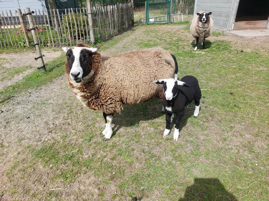 Zwartbles schapen met ooilam, Dieren en Toebehoren