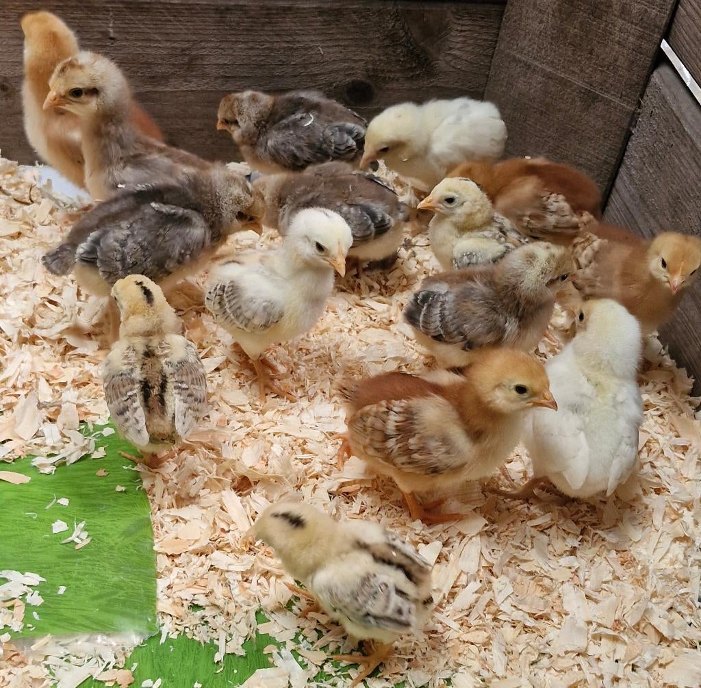 Kuikentjes, Poule ou poulet