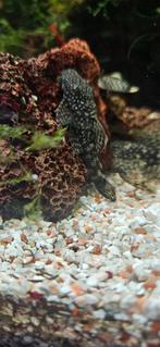 Pleco ruitenkuiser, Dieren en Toebehoren, Vis, Zoetwatervis