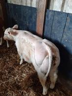 Dikbilstiertje, Dieren en Toebehoren, Mannelijk, 0 tot 2 jaar