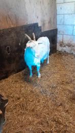 Geiten, Dieren en Toebehoren, Schapen, Geiten en Varkens