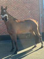 Heel braaf een lieve merrie 6 jaar, Avec pedigree, L, 160 à 165 cm, Cheval de saut