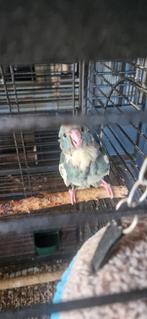 Kakeriki tam, Dieren en Toebehoren, Geslacht onbekend, Tam