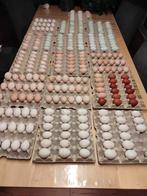 pluimvee, Sexe inconnu, Poule ou poulet