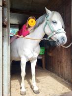 B pony, Dieren en Toebehoren, Merrie, B