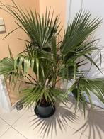 Palmier Washingtonia filifera, Autres espèces, Ne fleurit pas, Plein soleil, Enlèvement