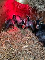 Blauwschimmel tan moeder met lammetjes, Femelle, Chèvre, 0 à 2 ans